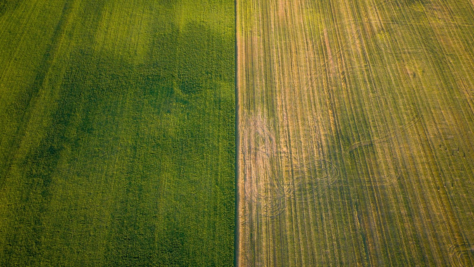 Two adjoining crop blocks at different growth stages, seen from directly above